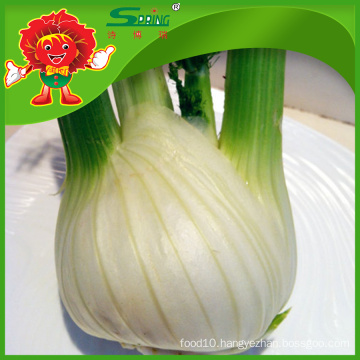 Common Cultivated Fresh Fennel for Export